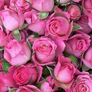 Meet your Posher, Debbie burnette